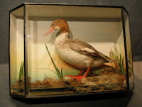 Cased Merganser   T141